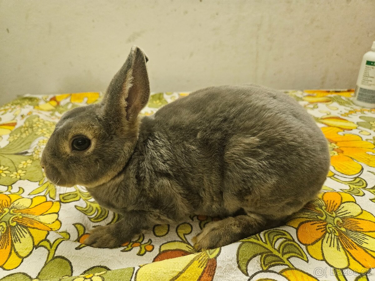 Zakrslý králíček - 5