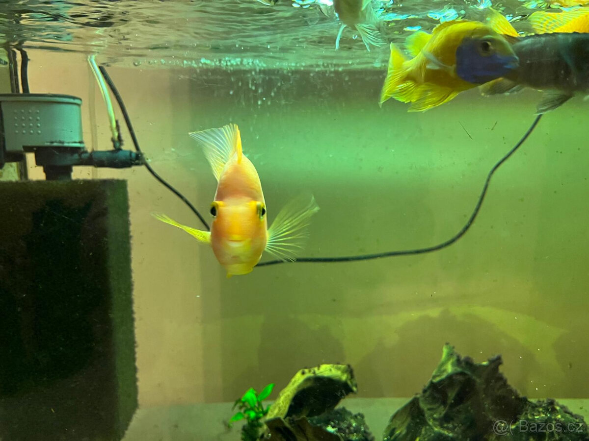 Akvárium 240L + ryby + stůl - 5