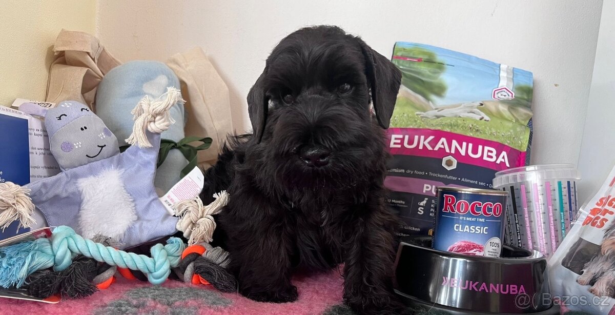 Knírač malý černý - 5