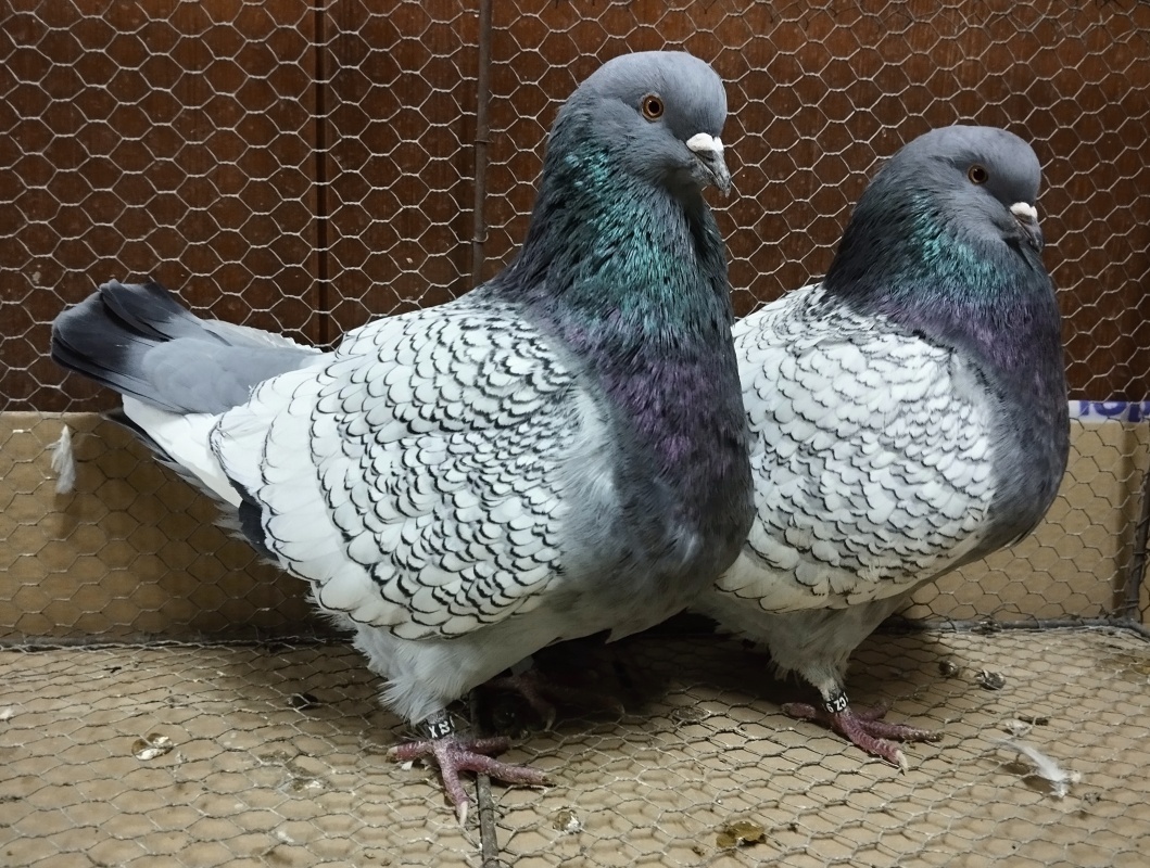 Holub Polský rys - 5