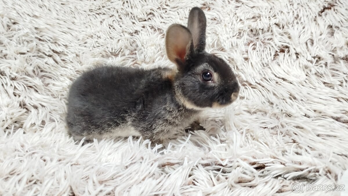 Zakrslý králík, králíček -(REX)-DAISY - 5