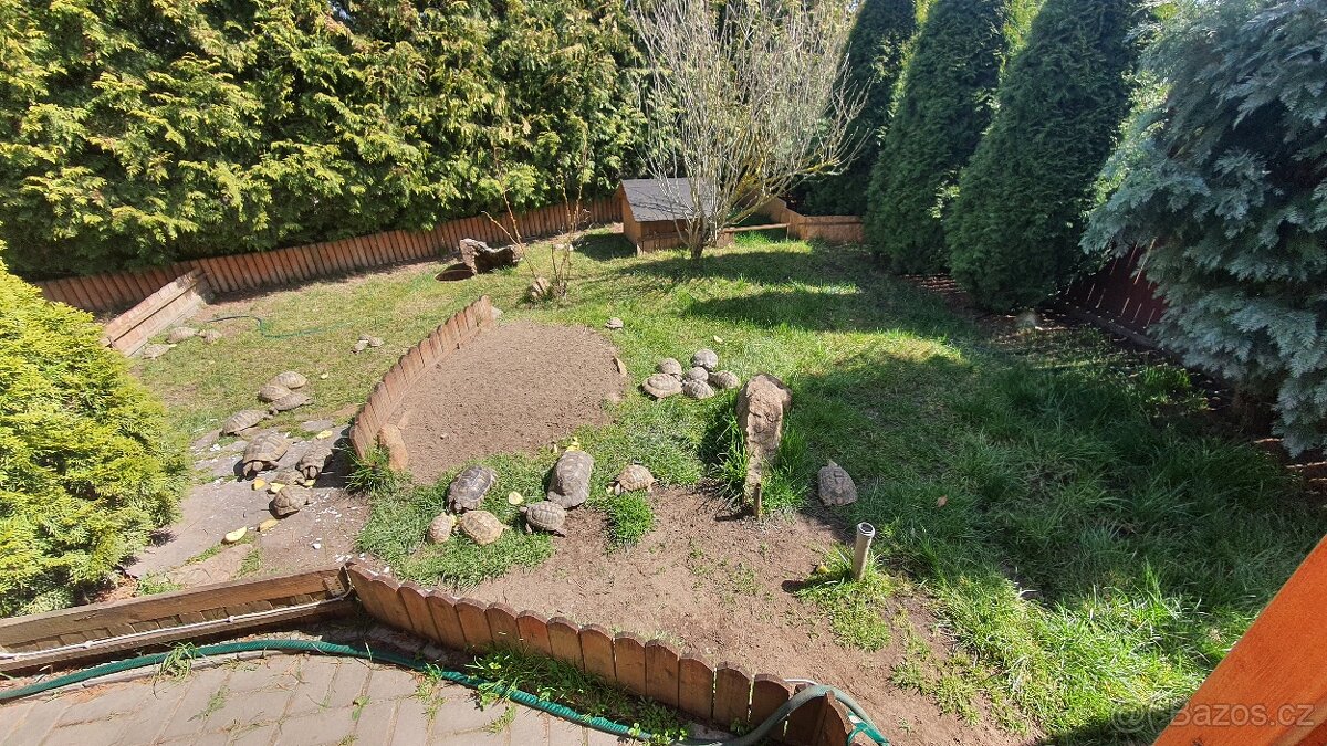 Želva zelenavá a želva vroubená, mláďata. - 5