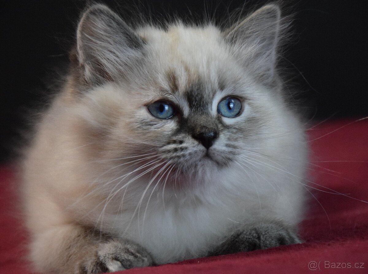 Sibiřské kotě s PP-Něvská maskarague - 5