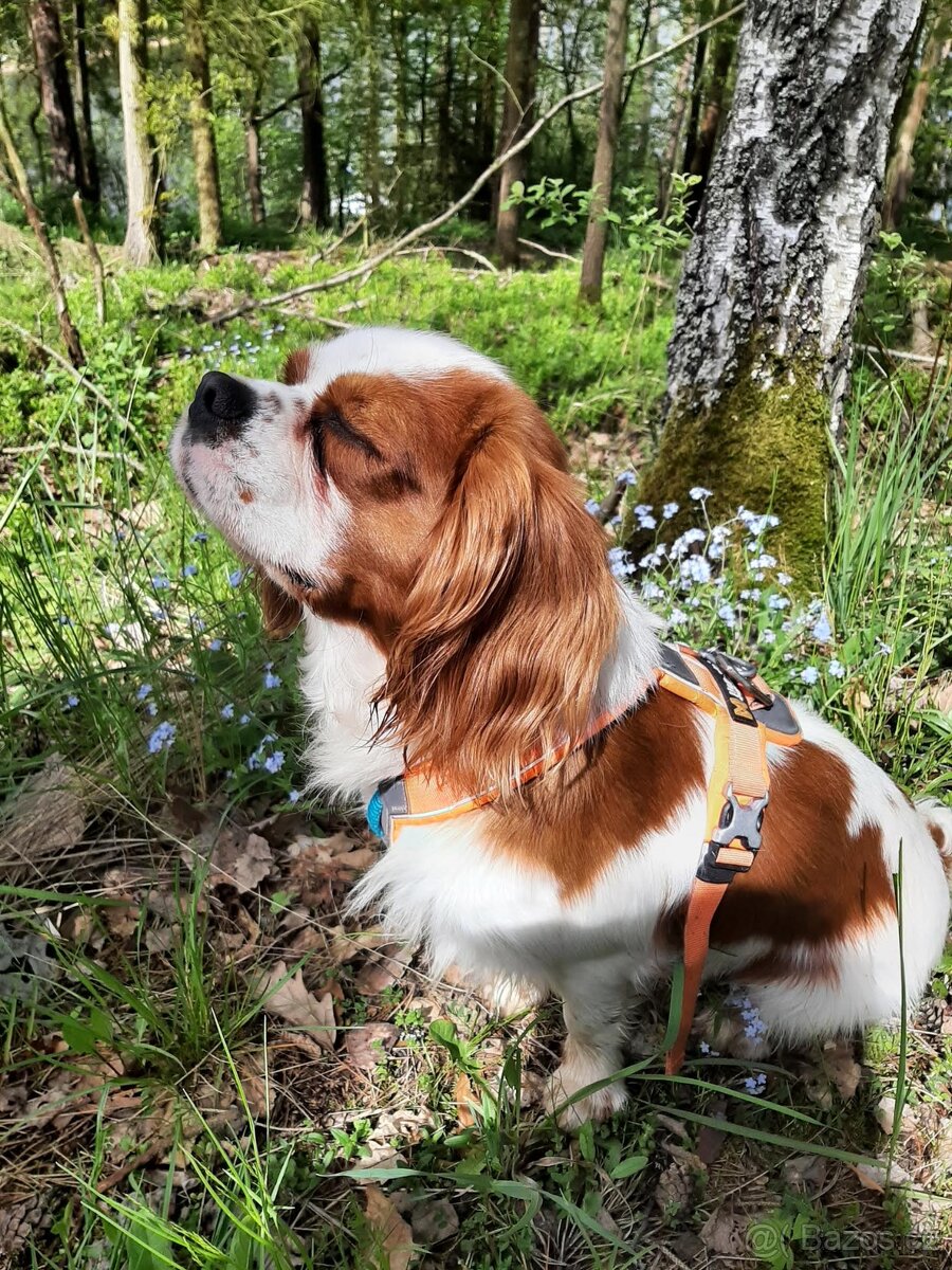 Pes na krytí Kavalier - 5