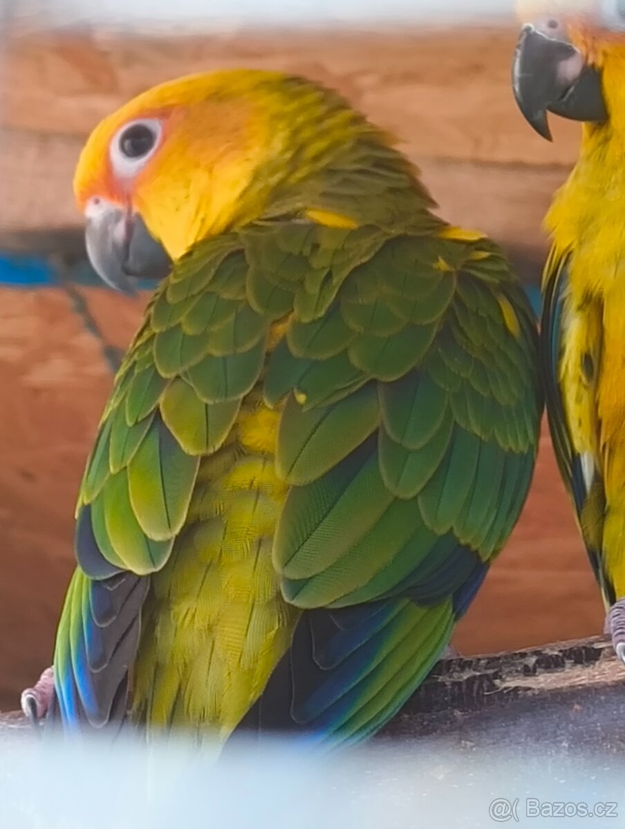 Prodám mláďata Aratinga sluneční - 5