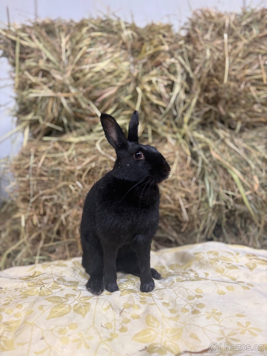 Zakrslý králík s pp - Pocahontas - 5