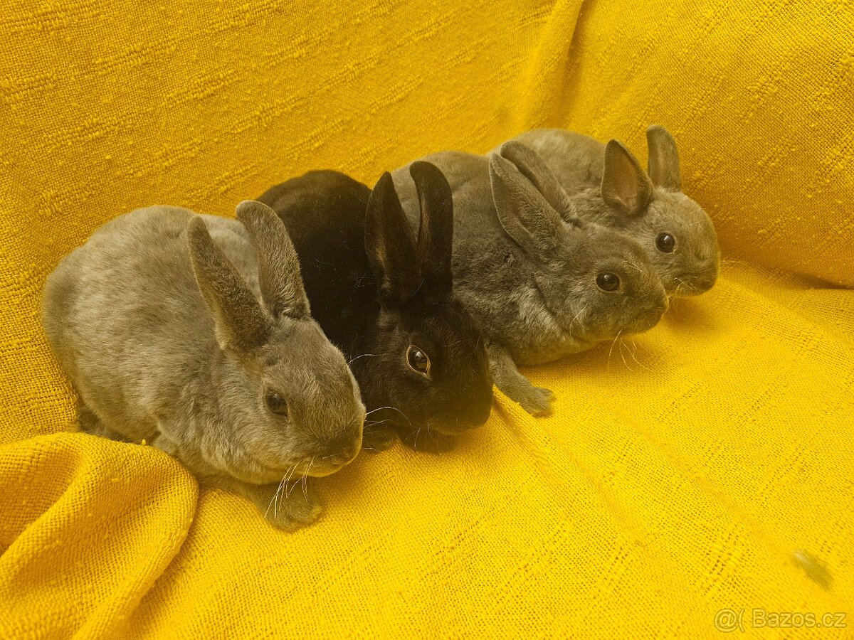 Zakrslý králíček - 5