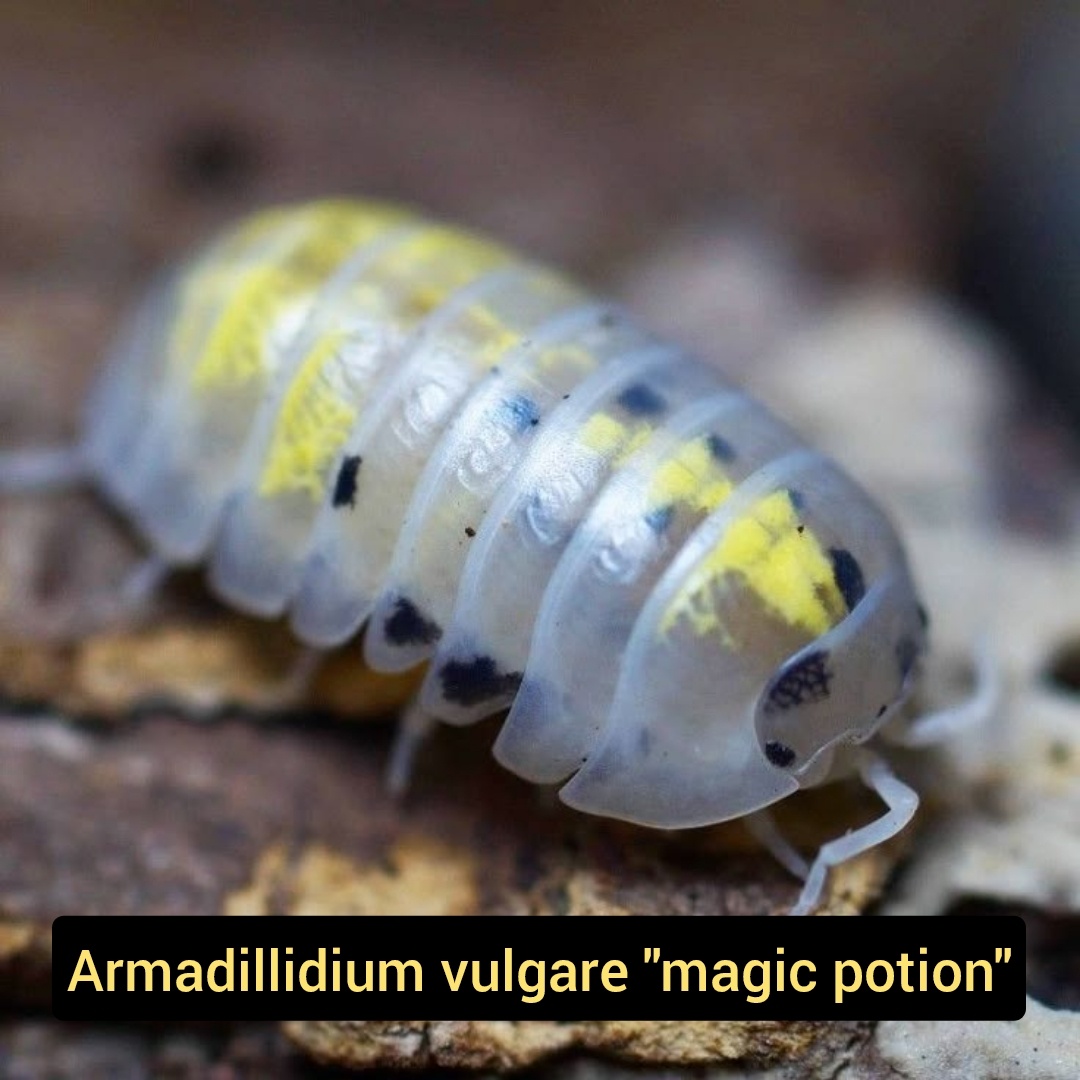 Stinky - isopody - 5