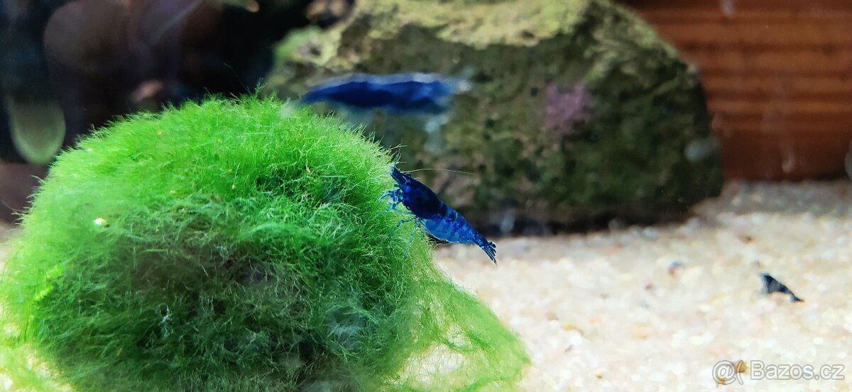 Krevetky Neocaridina a Caridina - 5