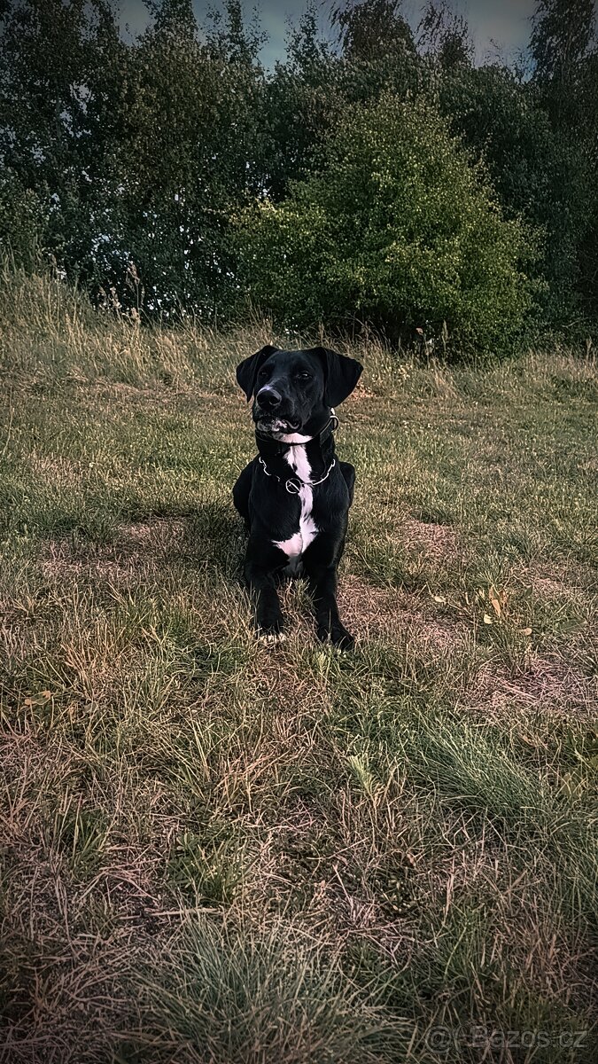 Prodej psa kříženec - 5