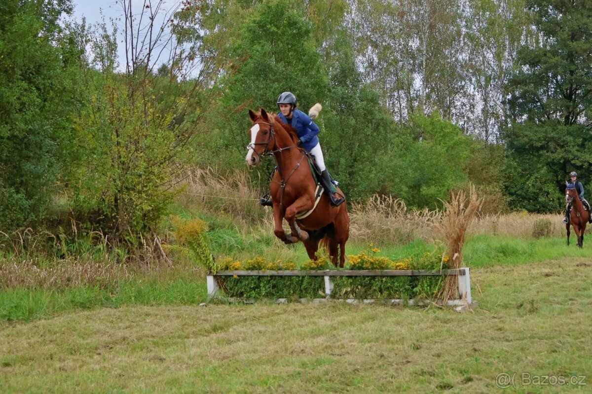 Líbivý, charakterní valach - 5