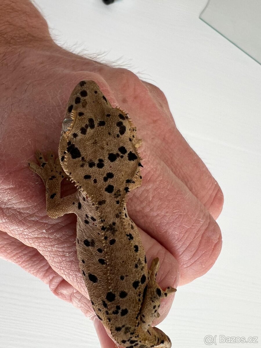 Pagekon řasnatý- Correlophus ciliatus - 5