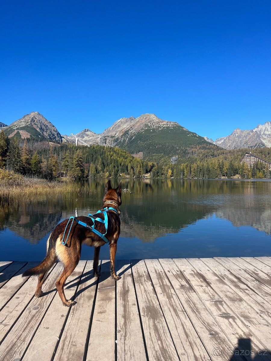 Belgický ovčák malinois - 5