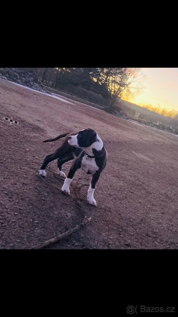 Americký stafordšírský teriér – 6 měsíců - 5