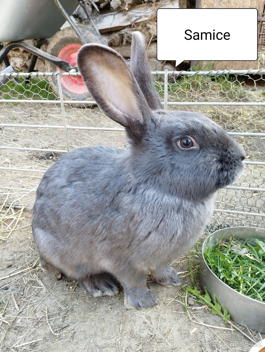 Králíci - 5