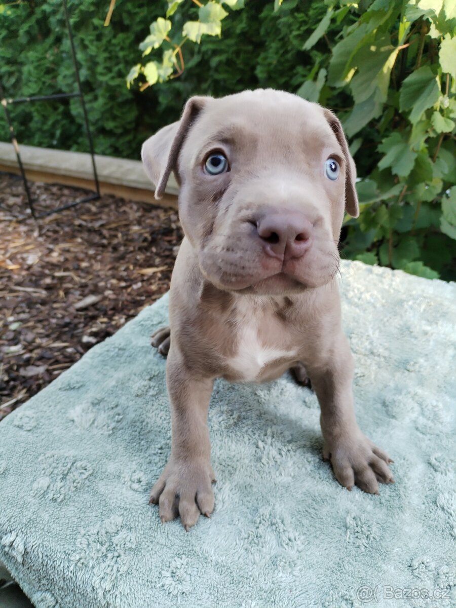 American Bully XL s PP - 5