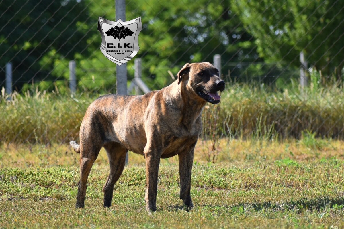 Uruguayský Cimarron - štěňátko s PP - 5