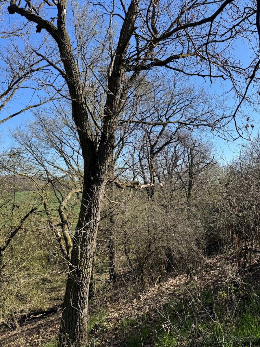 Prodám pozemky v katastrálním území Jevišovice - 5