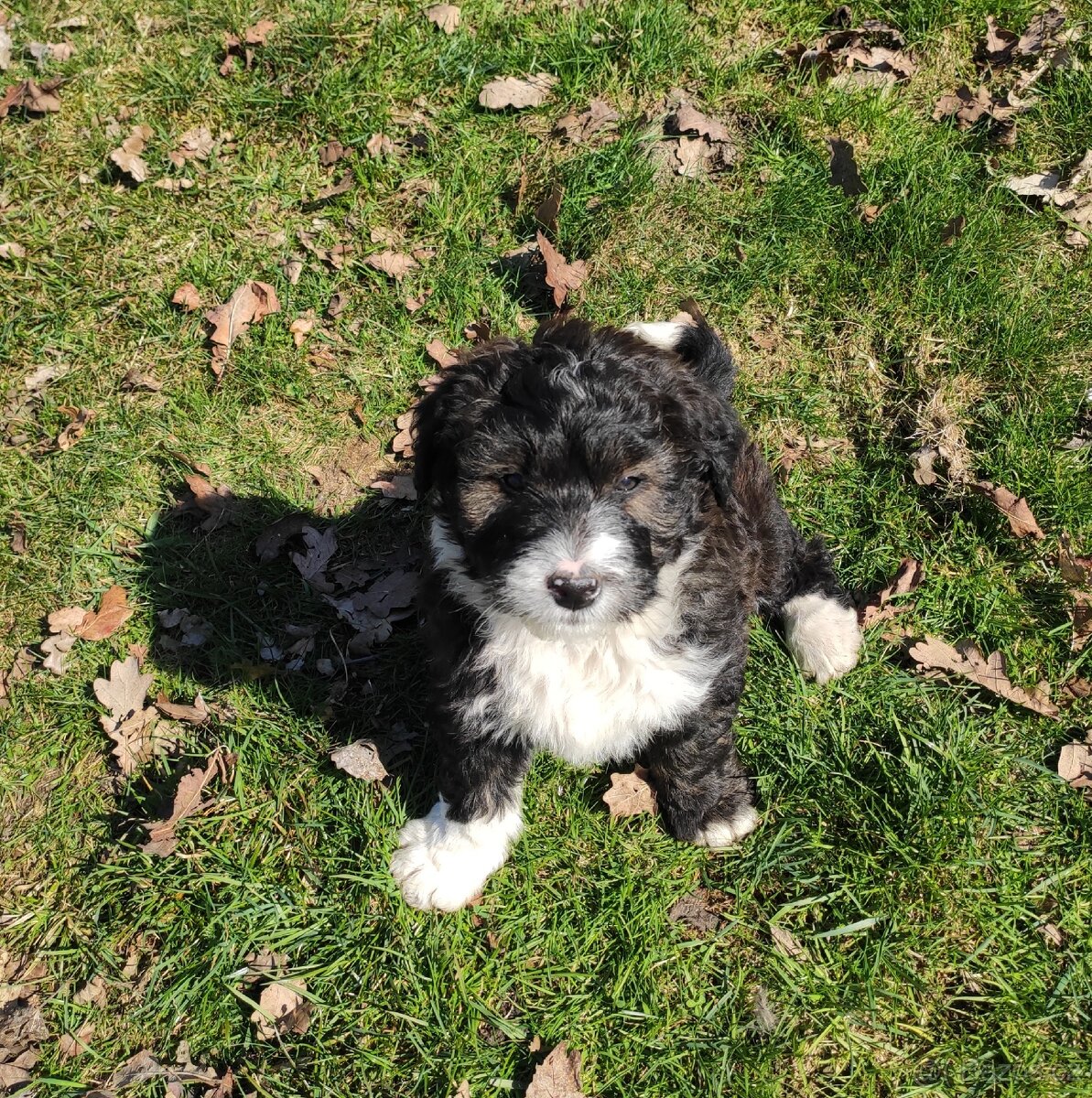 Aussiedoodle F1 - 5