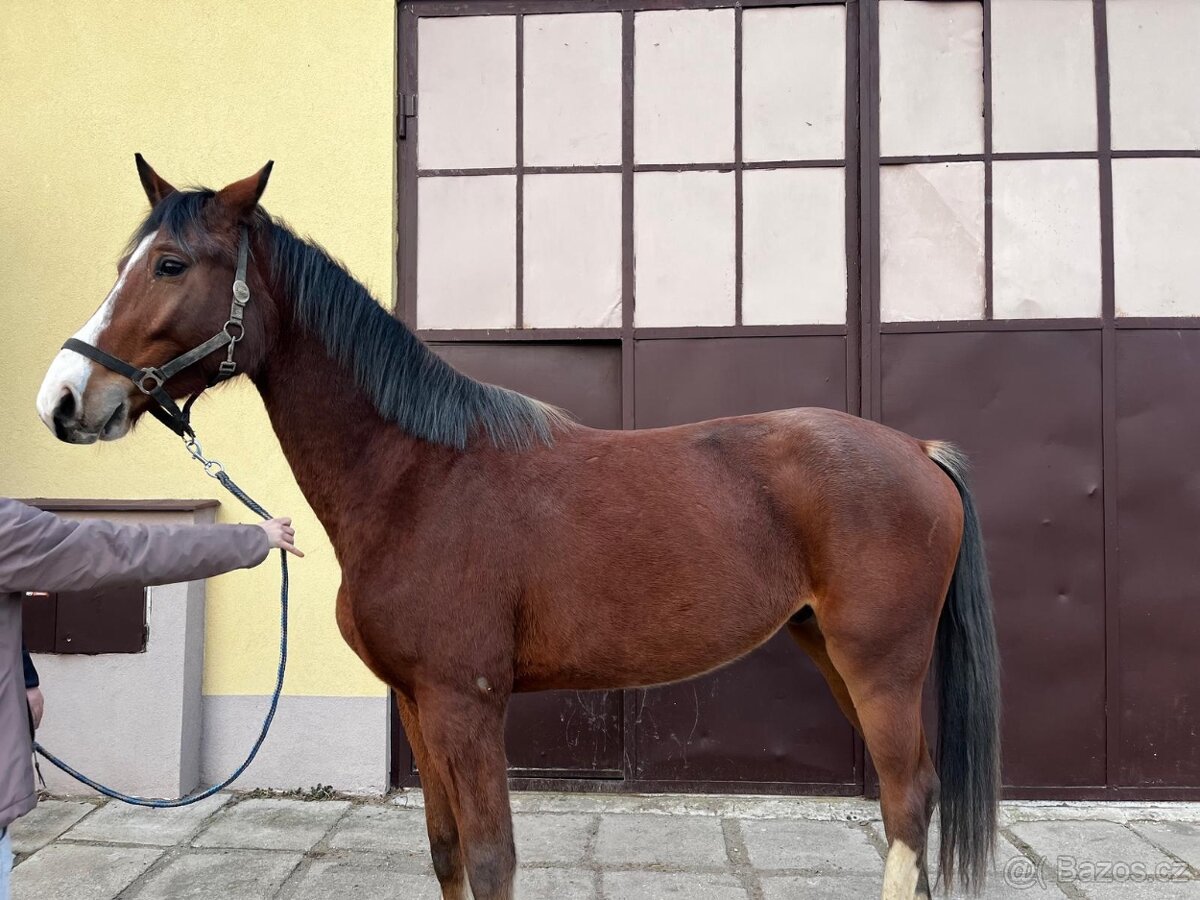 mladý valach po Chacoon Blue - 5