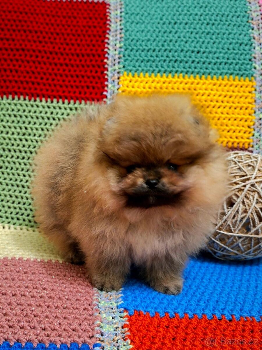 Holčička pomeranian s pp - 5