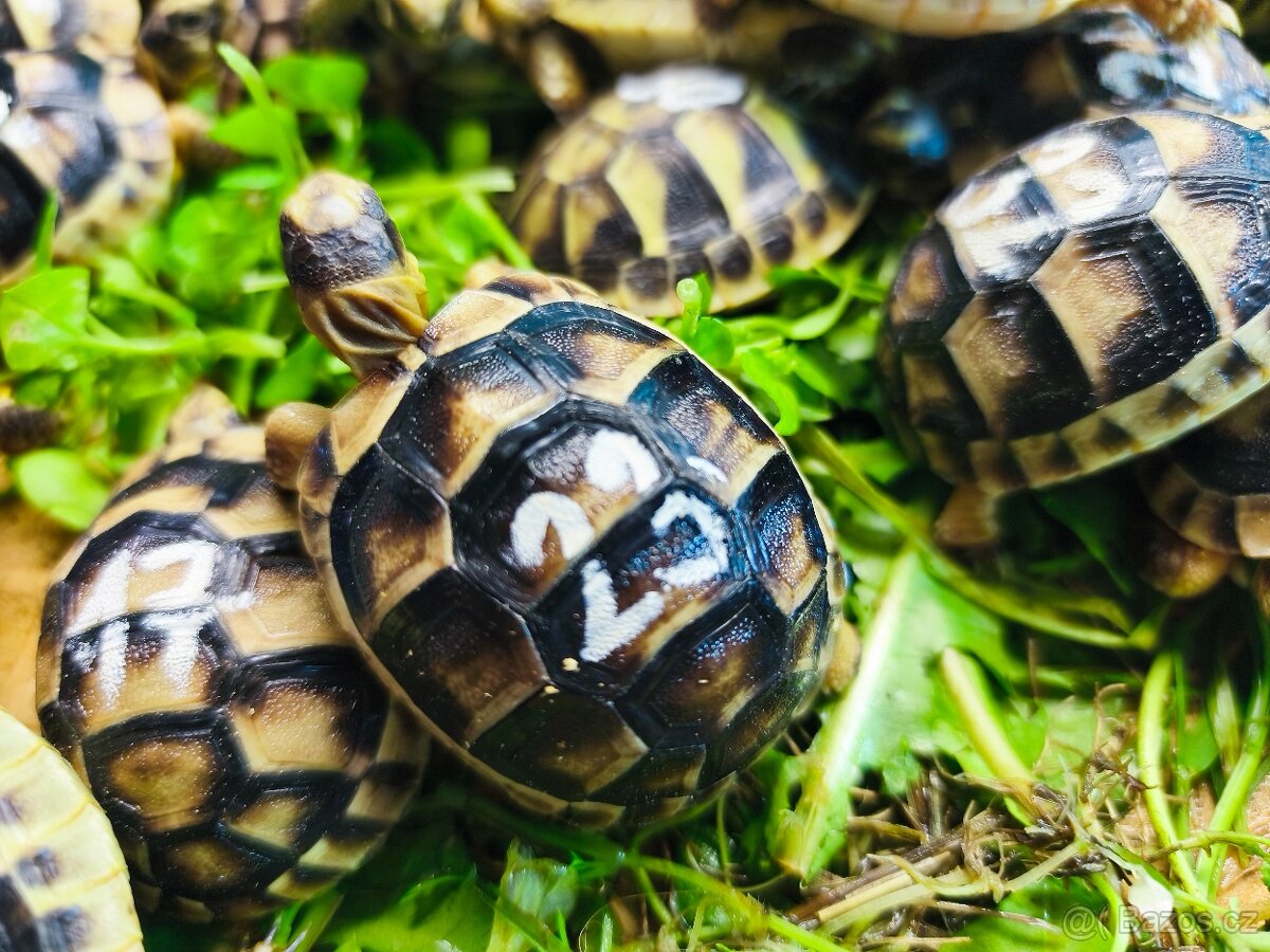 Želva suchozemská - zelenavá, vroubená - 5