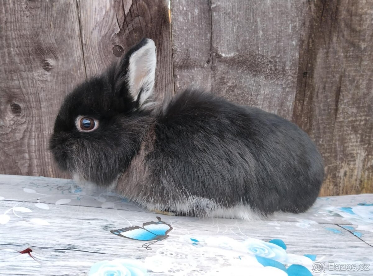 Zakrslý králíček bez PP sameček Flop - 5