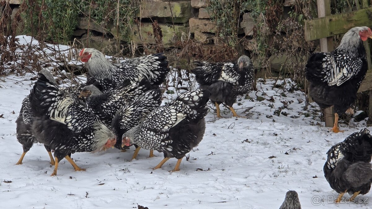 Wyandotka velká stříbrná -kohouti - 5