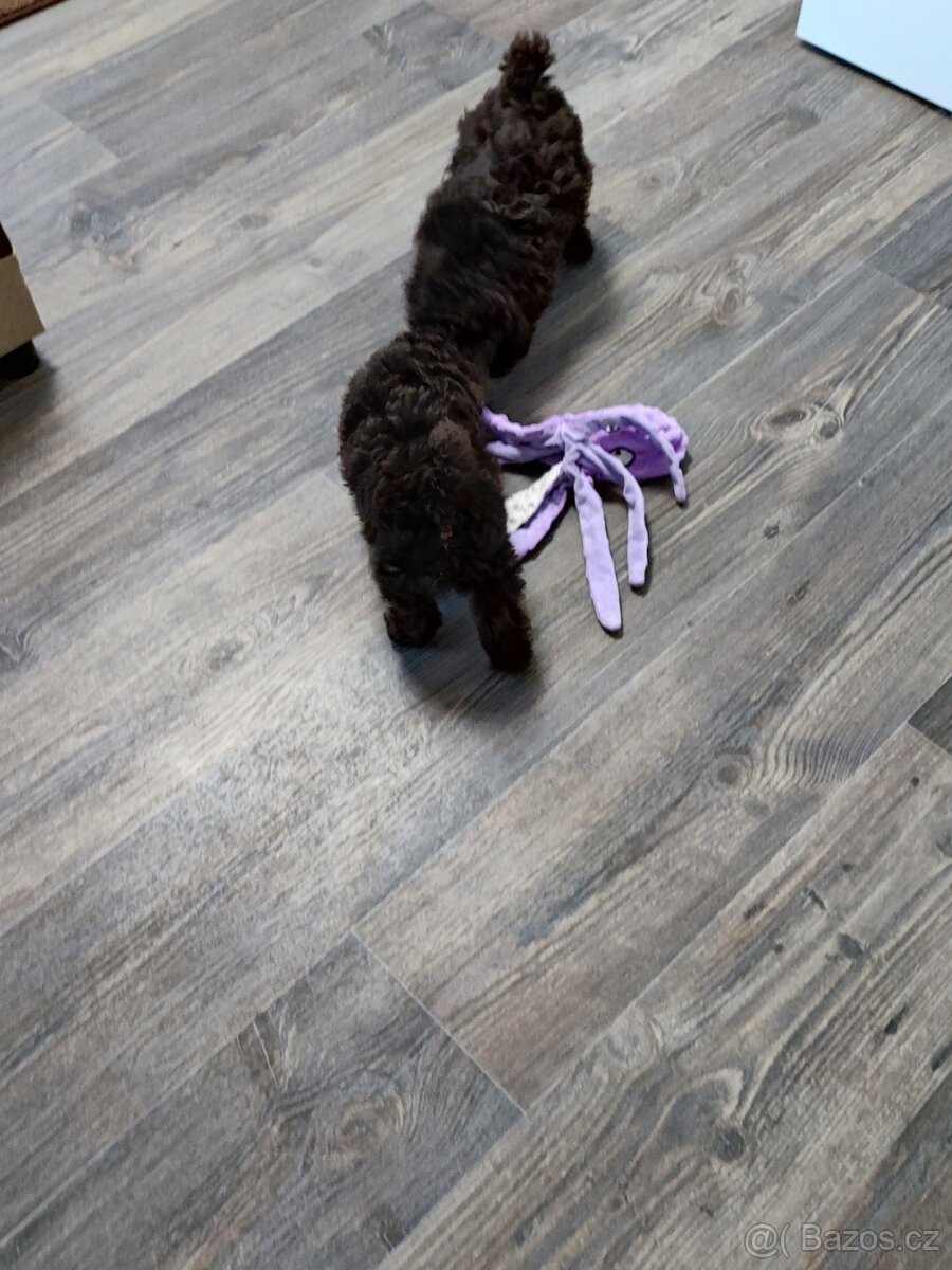 Pudl trpasličí černý a hnědý s P.P. - 5