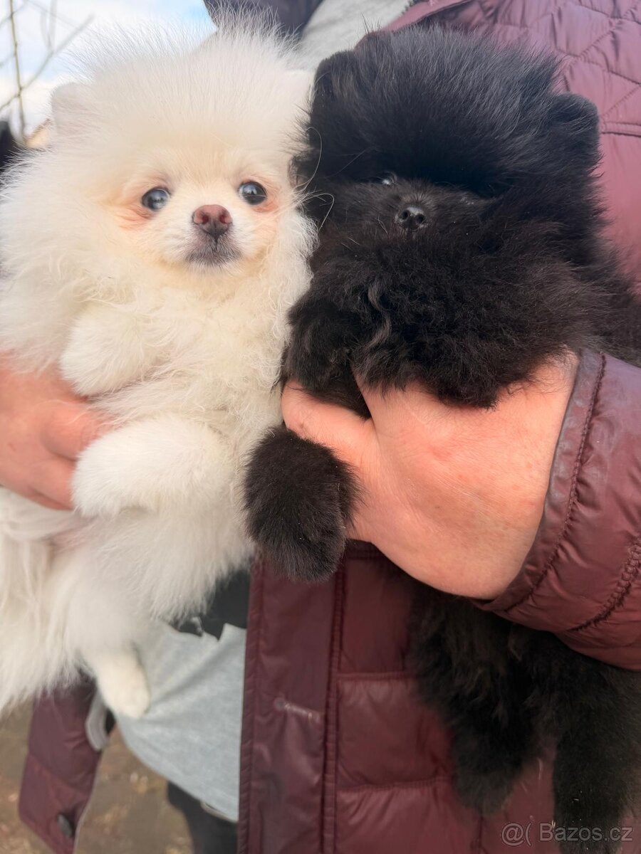 Pomeranian s p.p - 5