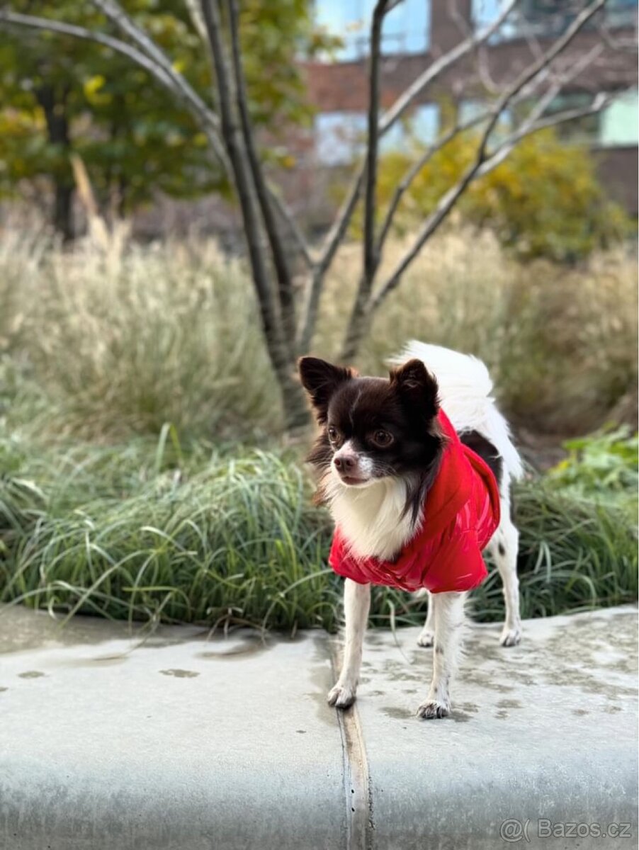 Čivava ke krytí - 5