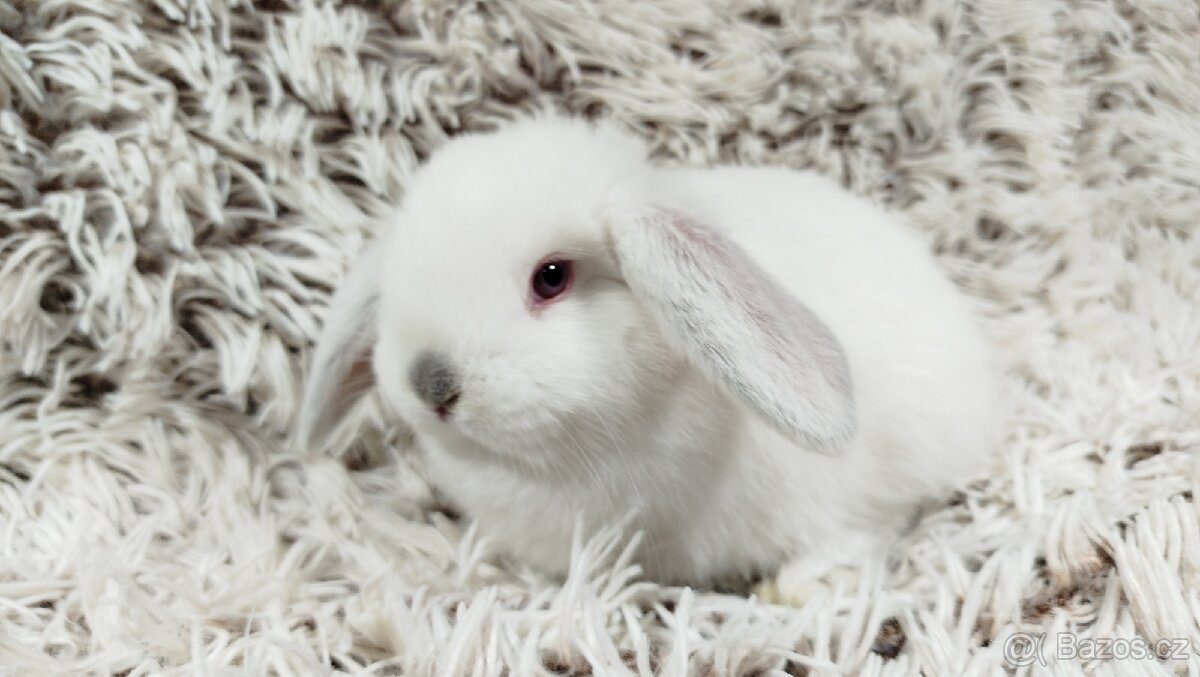 Zakrslý beránek, králíček, králík - MOLLY A MATEO - 5