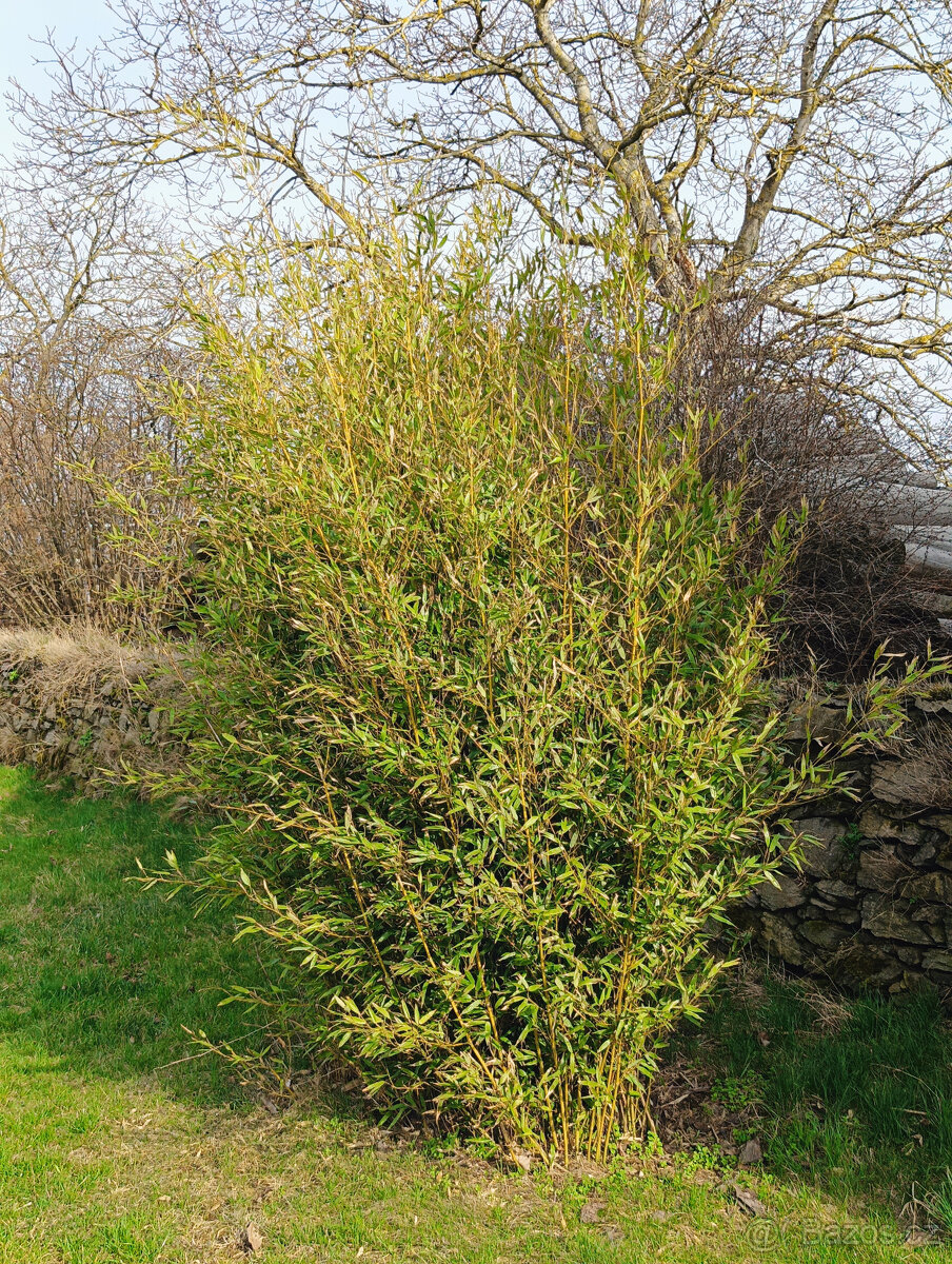 BAMBUSY - odkopky několika kultivarů- - - viz text a fota - 5