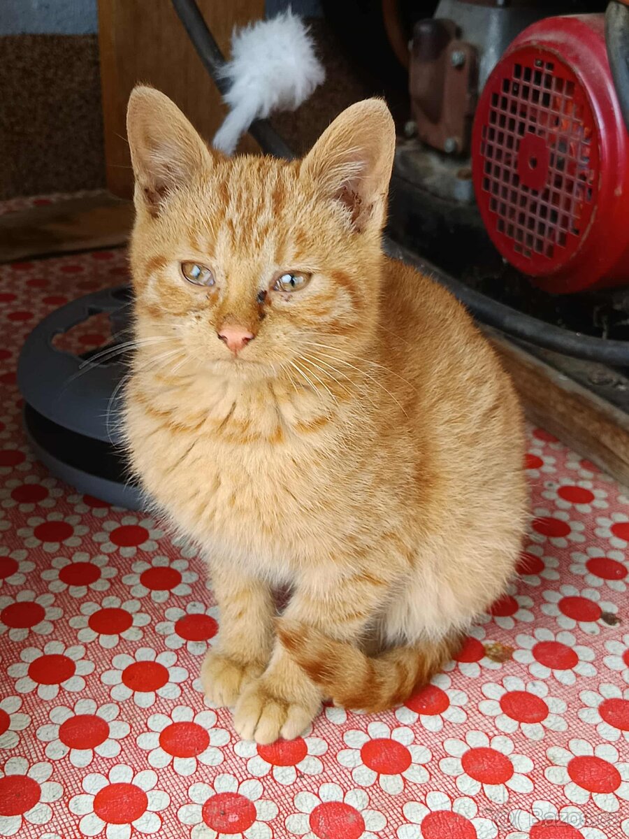 Koťata do dobrých rukou - 5