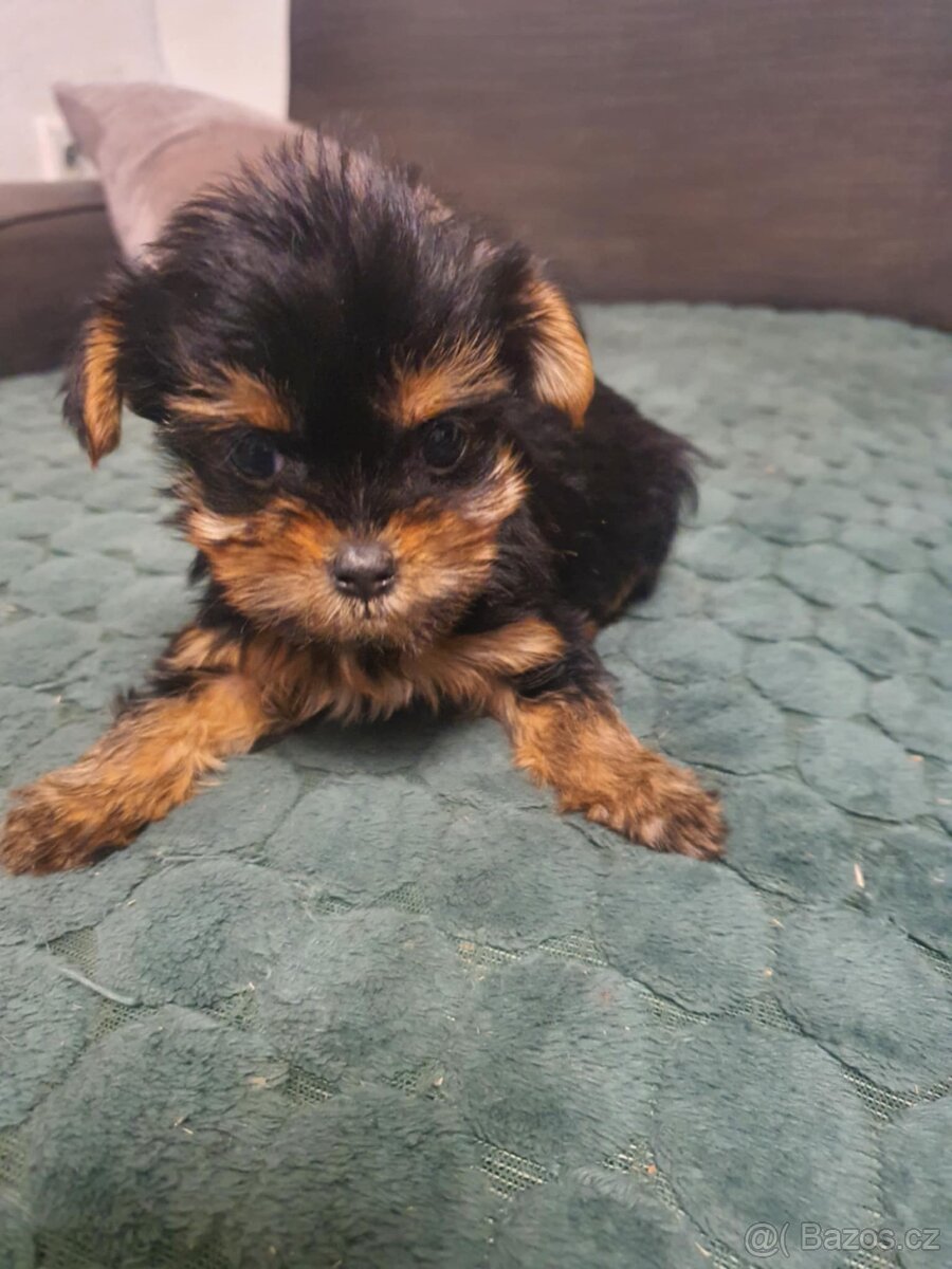 Jorkšírský Yorkšírský teriér - 5