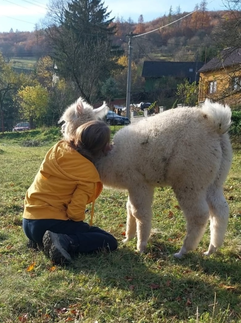 Lama alpaka - 5