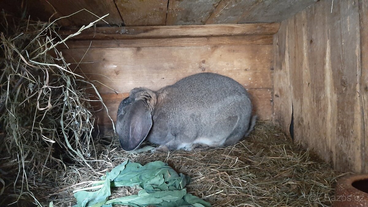 Králíci na chov - 5