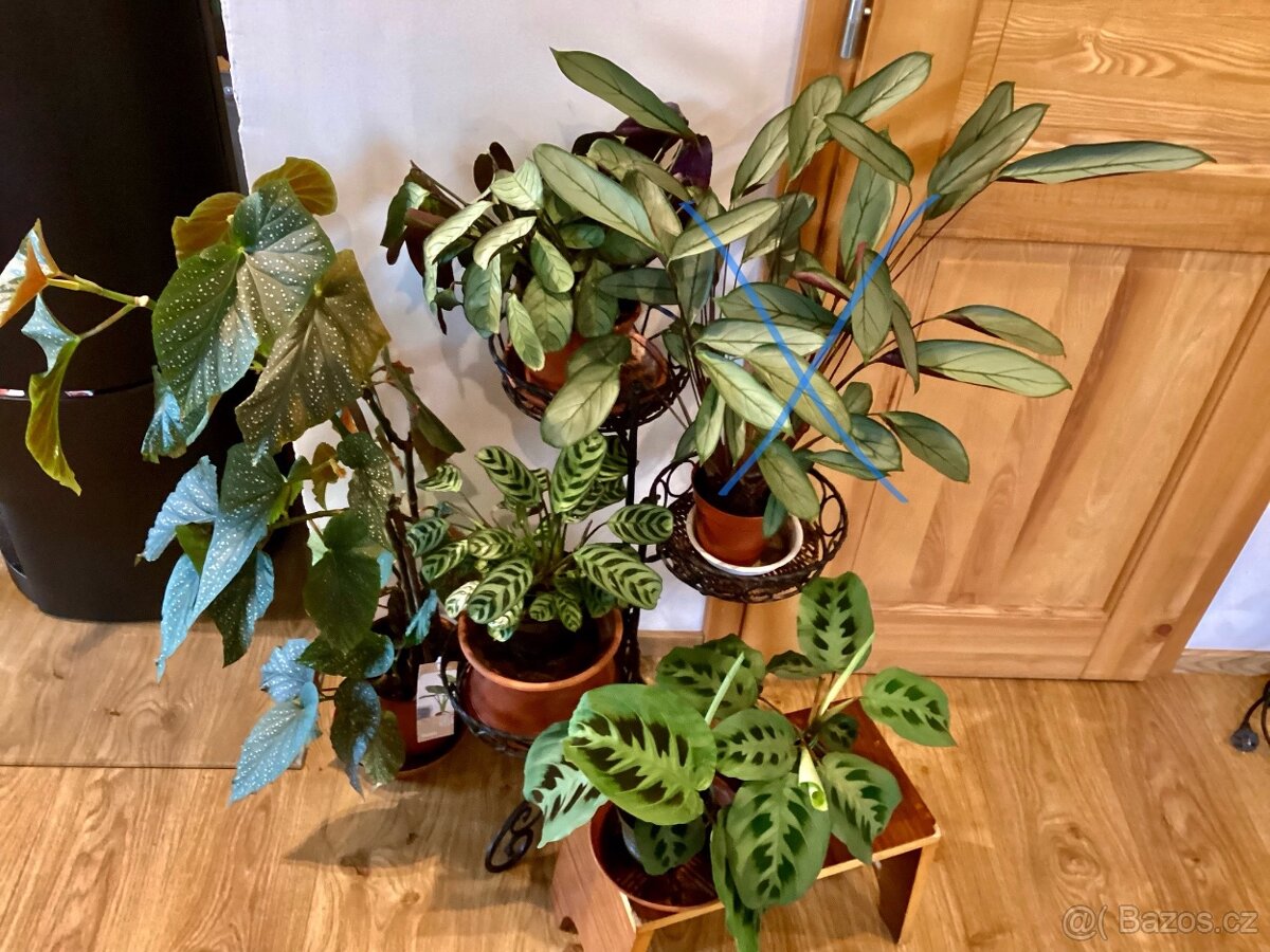 Pokojové kvetiny - 5