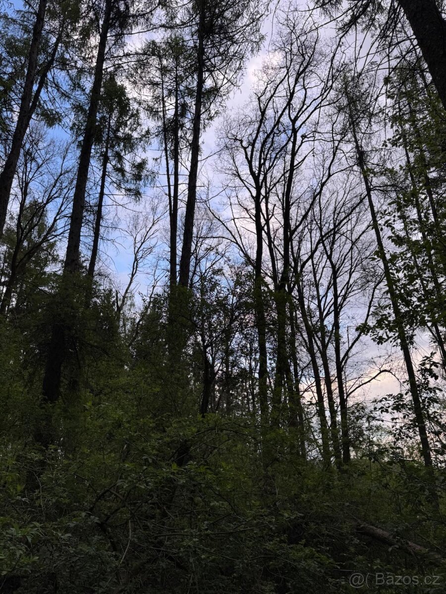Prodám lesní pozemky v k.ú. Přeštěnice - 5