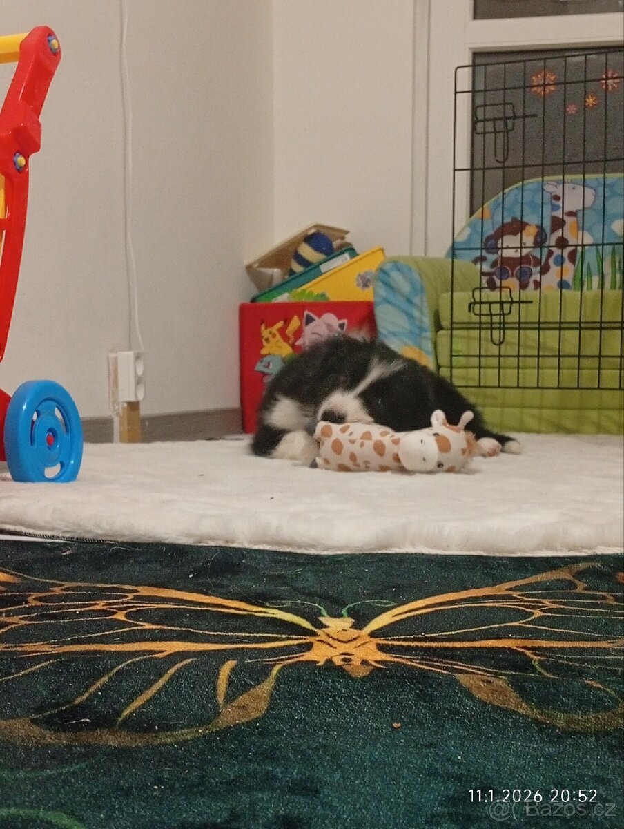 Border kolie štěně - 5