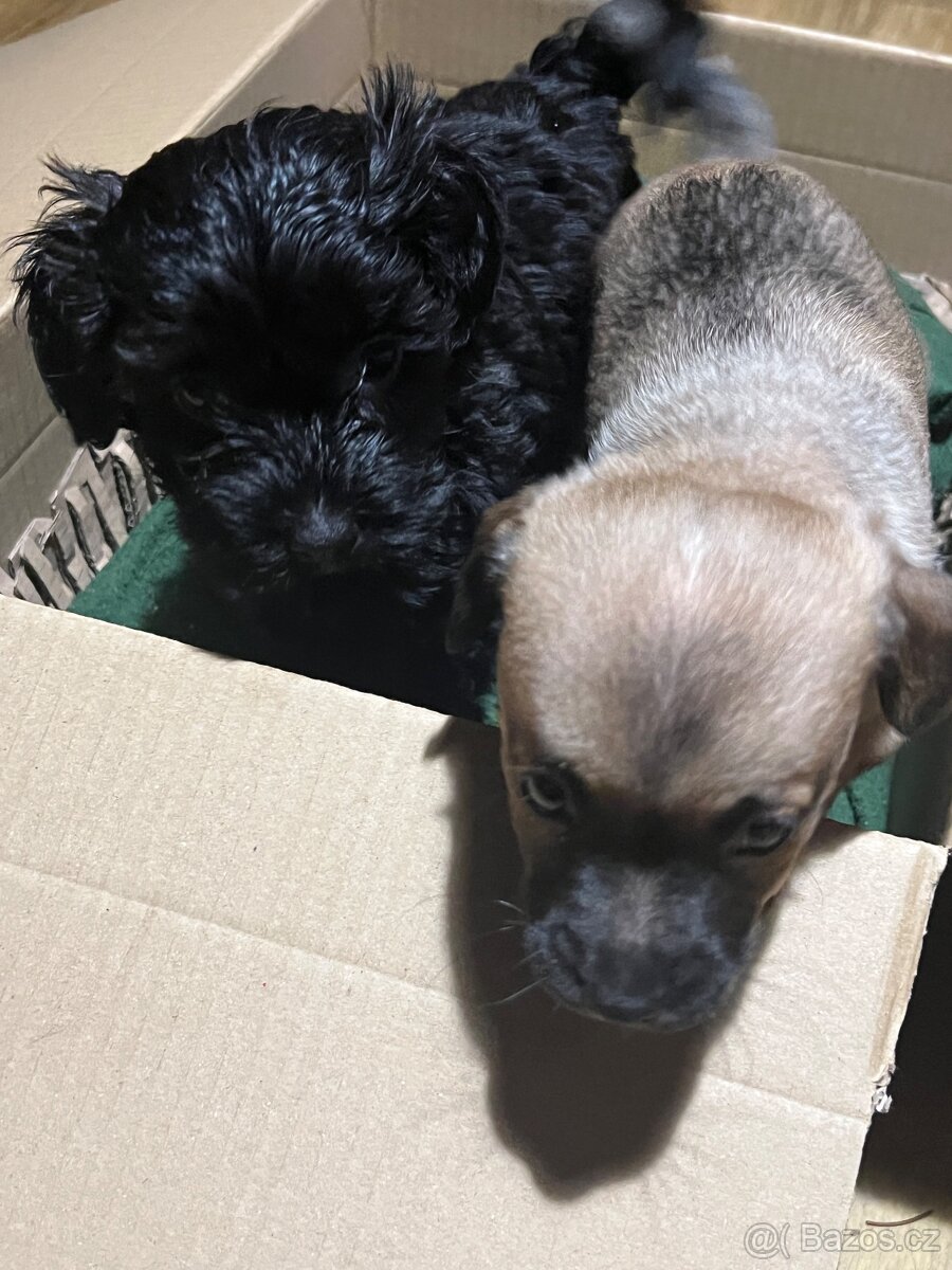 Štěňátka křížence - 5