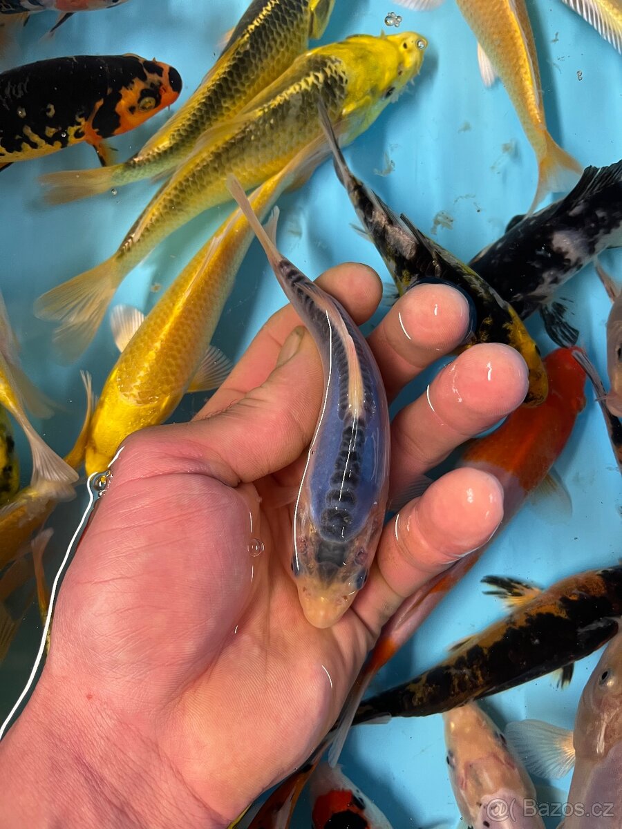 Jezírkové ryby - 5