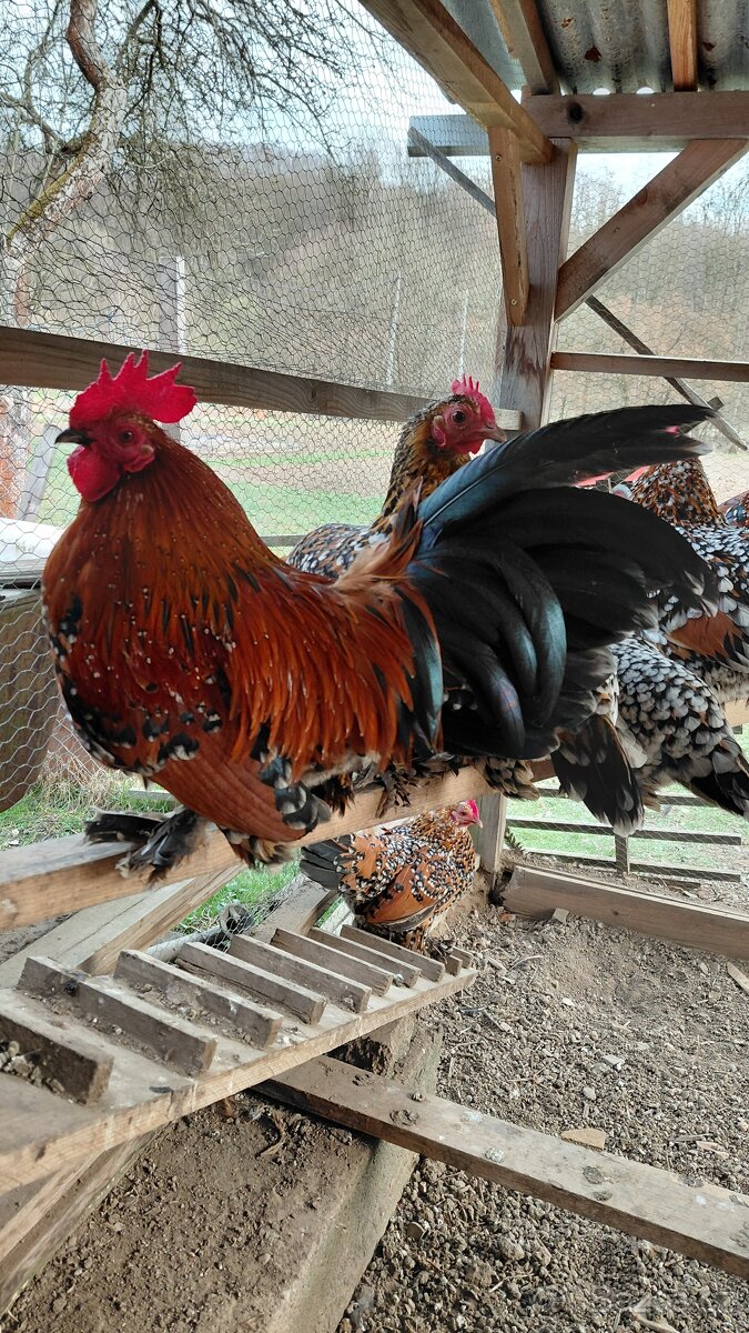 Zakrslá rousná - 5