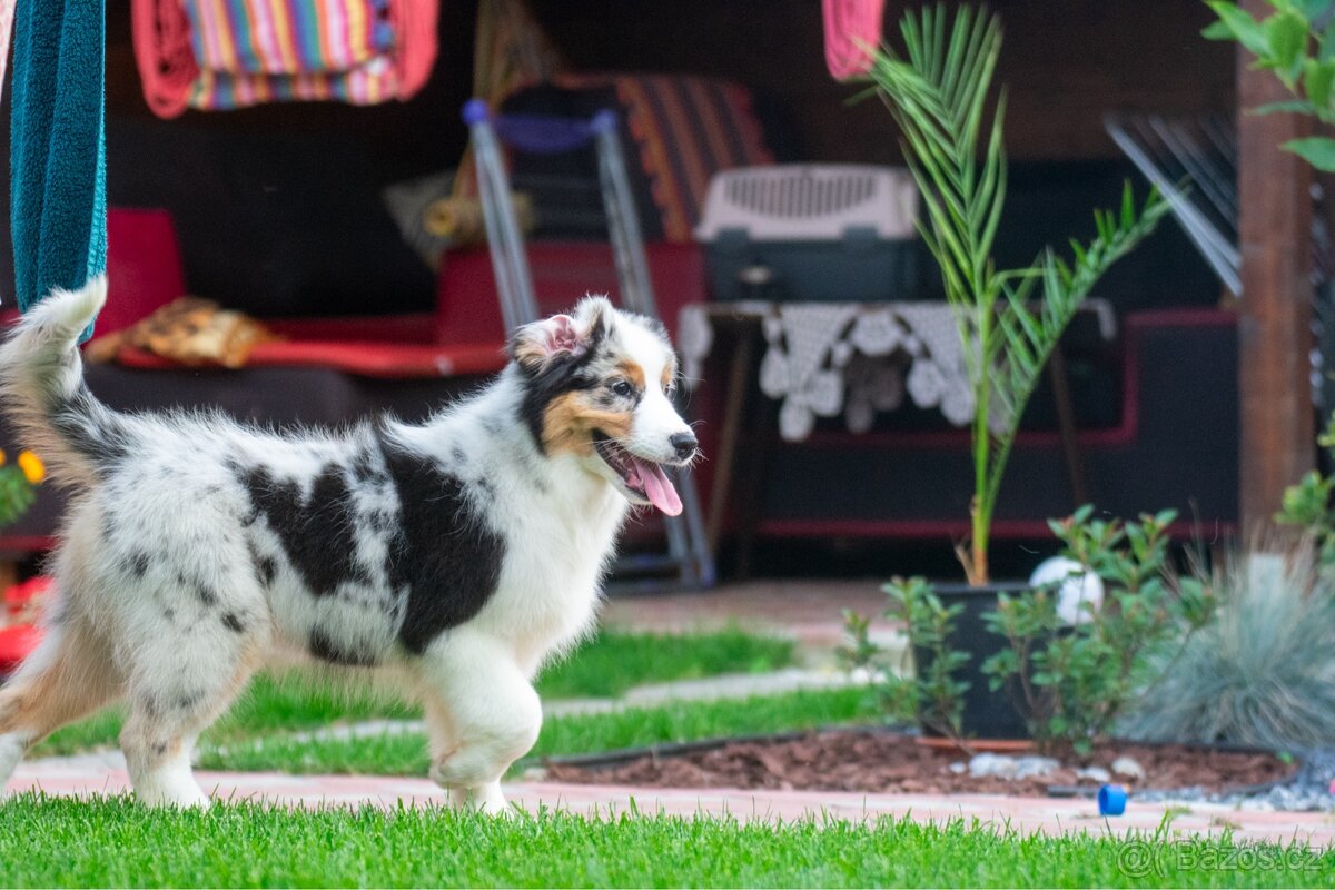 Australský ovčák s PP - 5