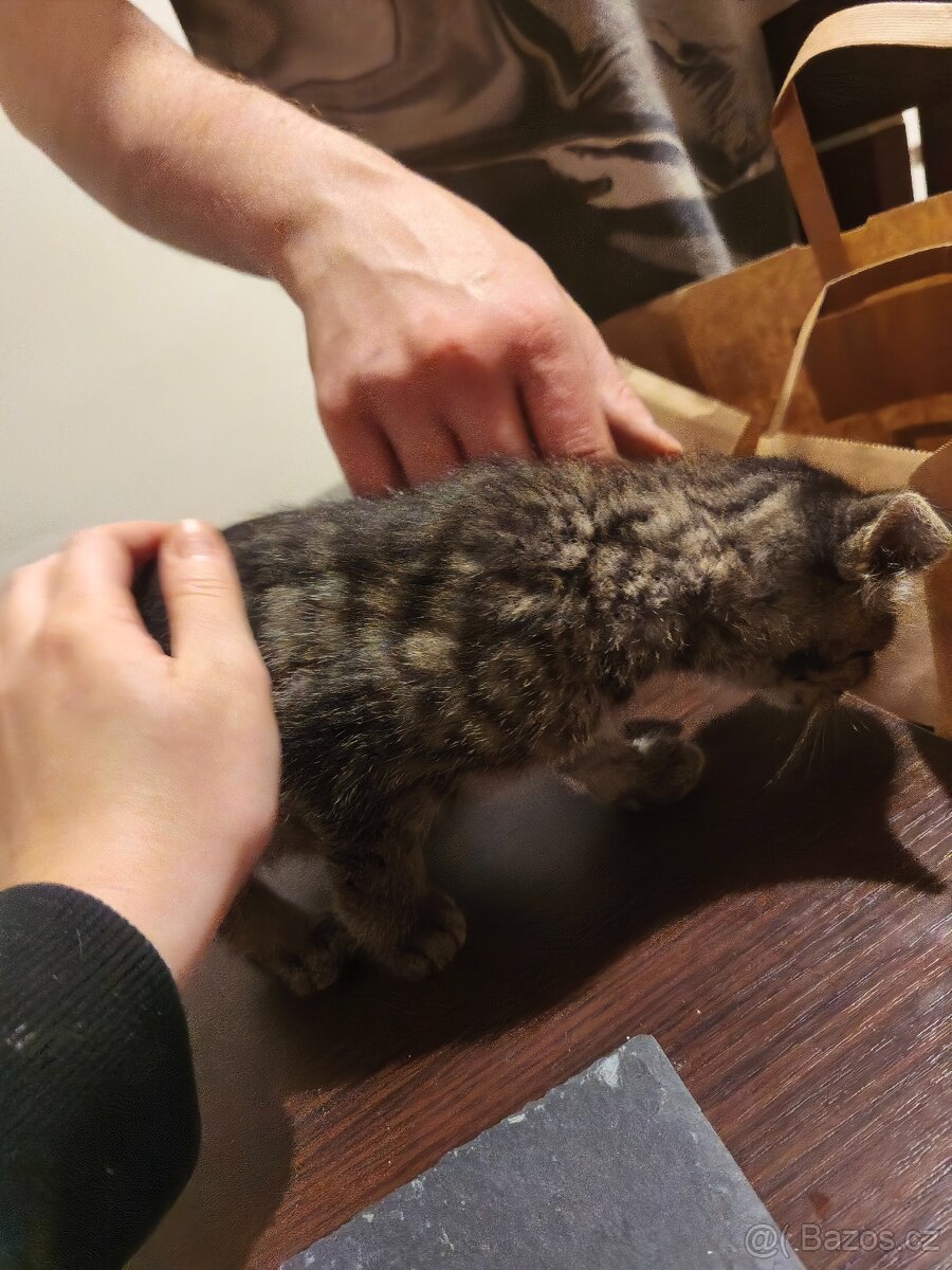 OPĚT VOLNÝ - DARUJI KOTĚ / KOCOUR - 5