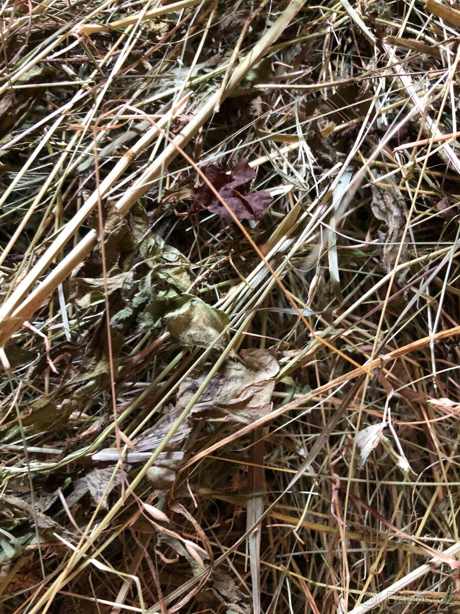 PRODÁM LEVNĚ KRÁSNÉ ZELENÉ A VOŇAVÉ SENO 2025 - 5