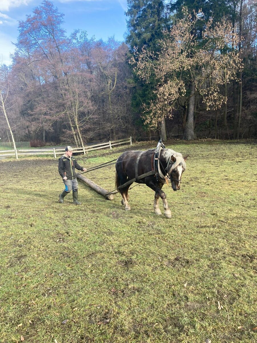 Norický hřebec - 5