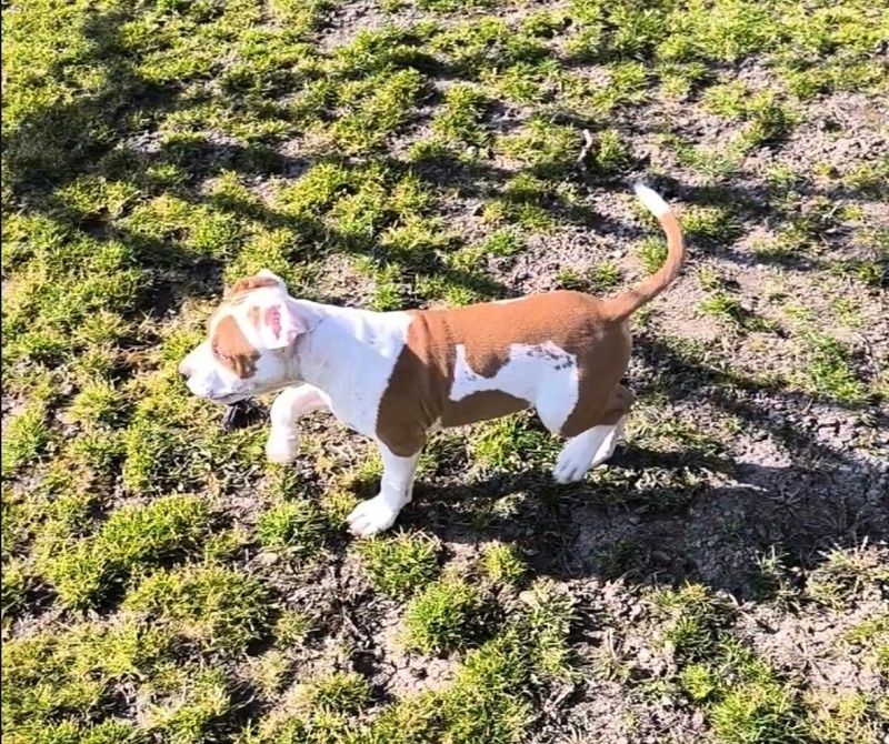 AMERICKÝ STAFORDŠÍRSKY TERIÉR s PP - 5