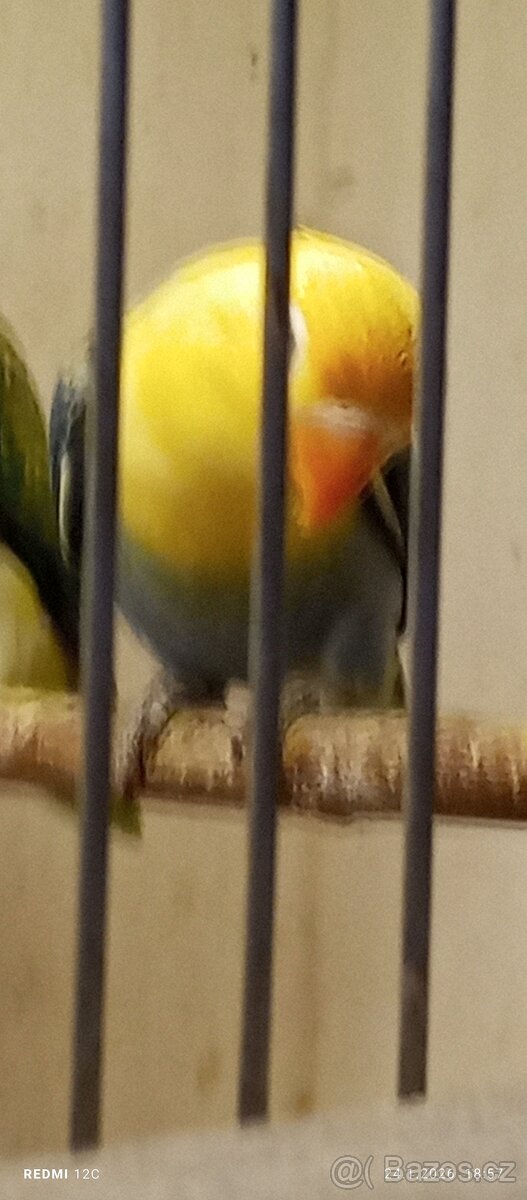 Agapornis fiseri - 5