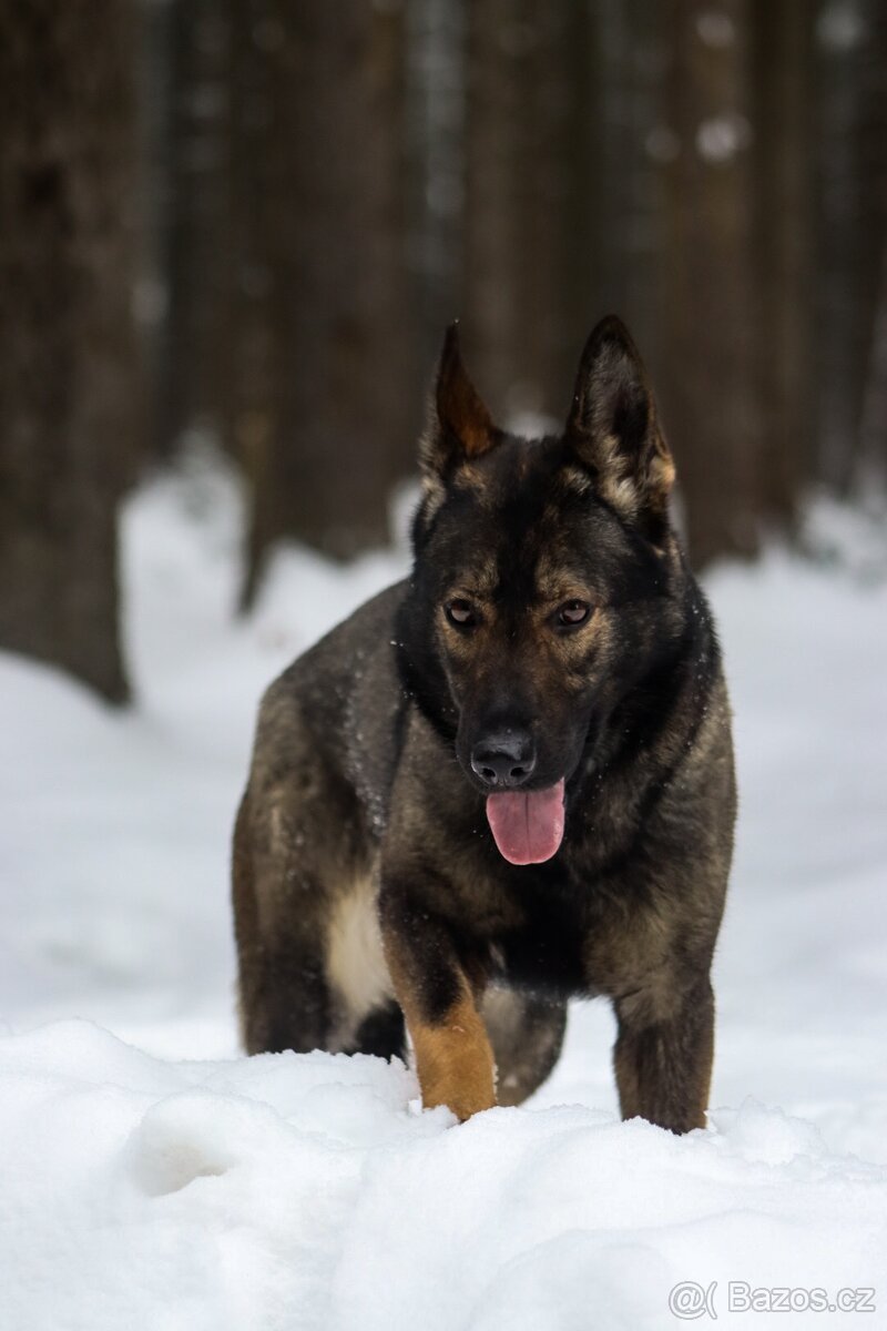 2,5 letá fena NO s PP - 5